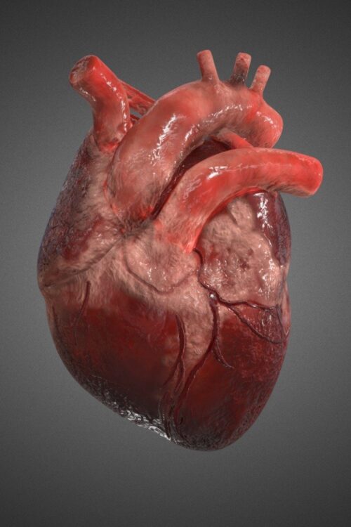 Heart Model 3D Object